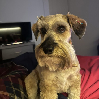 REXY | Raza Schnauzer | Final Feliz