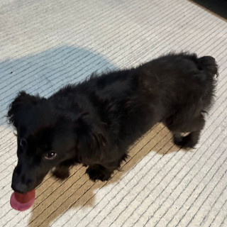  | Raza Mestiza | Encontrada