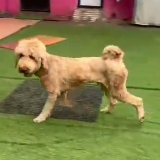 ROCKY | Raza Goldendoodle (mestizo, cruza de Golden Retriever con French Poodle) | Final Feliz