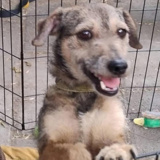 Foto de ZHARITA GALLETA