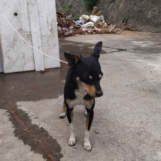  | Raza Mestizo | Encontrado