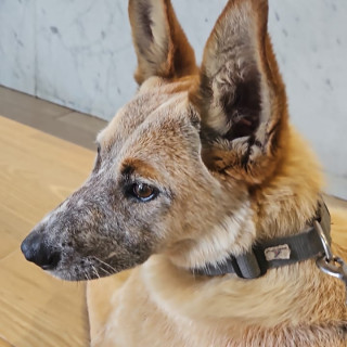  | Raza Mestiza, cruza de Ganadero Australiano, (Red Heeler) | Encontrada