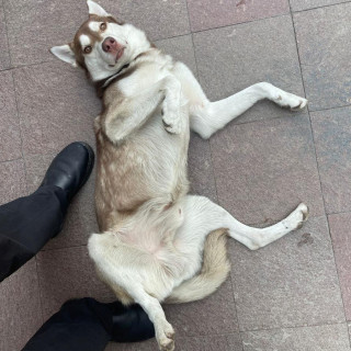 LEO | Raza Husky Siberiano | En Adopción