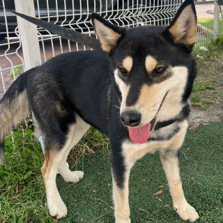  | Raza Shiba Inú | Encontrada