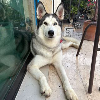  | Raza Husky Siberiano | Encontrado