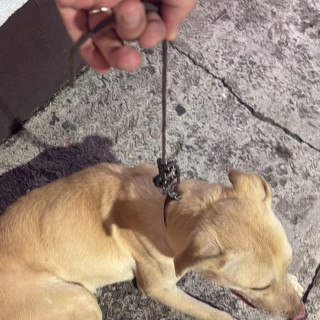  | Raza Mestizo, cruza de Labrador con American Pitbull Terrier | Encontrado