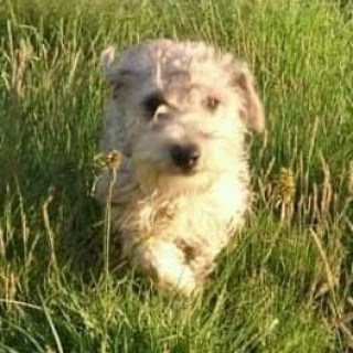 ALUCHE | Raza Mestiza, cruza de Schnauzer con Poodle,  (Schnoodle) | Perdida