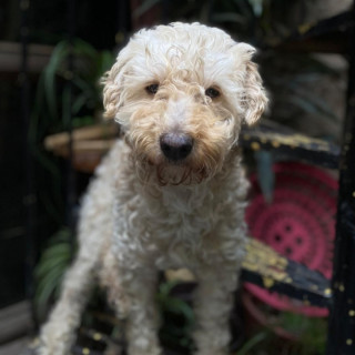 TINTÍN | Raza Maltés | Perdido
