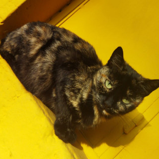 TUTI | Raza Calicó de pelo corto | En Adopción