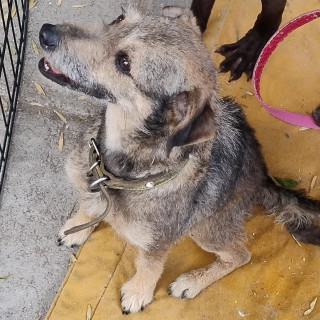 ZHARITA GALLETA | Raza Mestiza, cruza de Schnauzer | Perdida