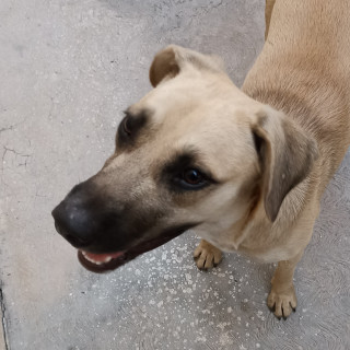  | Raza Mestiza | Encontrada