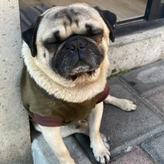 GORDO O VALENTÍN | Raza Pug o Carlin | Perdido