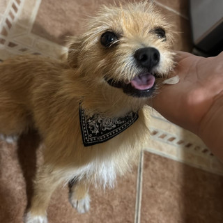 RAMBO | Raza Mestizo | Perdido