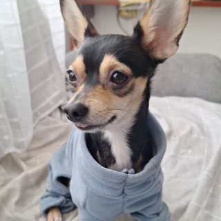 MAX | Raza Chihuahua | Final Feliz