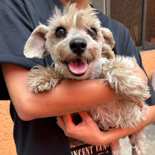 HACHI (JACHI) | Raza Schnauzer | Final Feliz