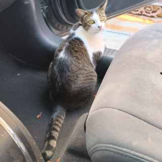 MIKO | Raza Doméstico Américano de Pelo Corto | Perdida