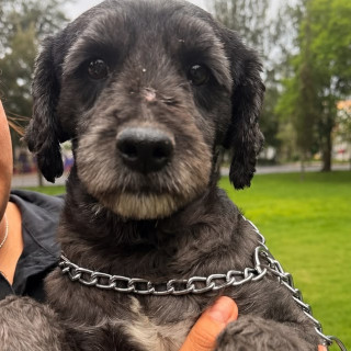  | Raza Mestiza, cruza de French Poodle con Schnauzer, (Schnoodle) | Encontrada