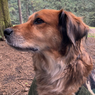 CANICA | Raza Mestiza, cruza de Pastor Alemán con Golden Retriever | Perdida