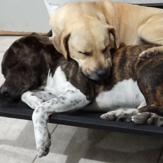 HOUSTON | Raza Mestizo,  cruza de American Pitbull Terrier | Final Feliz