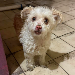  | Raza Mestiza,  cruza de French Poodle | Encontrada