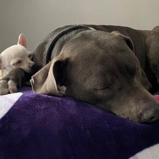 DAISY | Raza American Pitbull Terrier | Final Feliz