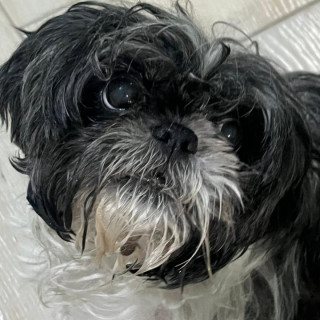 CHATA | Raza Shih Tzu  | Perdida