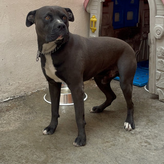 TOGO | Raza Mestizo, cruza de American Pitbull Terrier | En Adopción