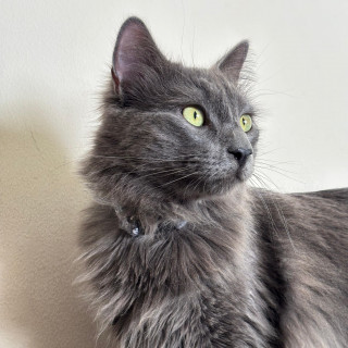 CHARMS | Raza Nibelungo o Nebelung | Perdido