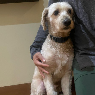  | Raza French Poodle o Caniche | Encontrado