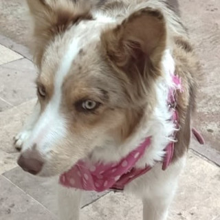 CANELITA | Raza Border Collie  | Perdida