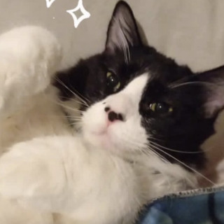 LOLA | Raza Doméstico Americano de pelo semilargo | Perdido