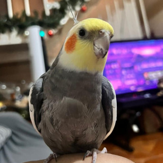 ABÚ | Raza Ninfa | Perdido