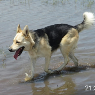 KIRA | Raza Mestiza, cruza de Pastor Alemán con Husky Siberiano | Final Feliz