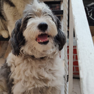 JAGGER | Raza Mestizo | Perdido