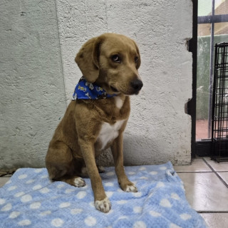  | Raza Mestizo, cruza de Labrador | Encontrado
