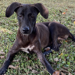 NEGRA | Raza Mestiza, cruza de Labrador | Perdida