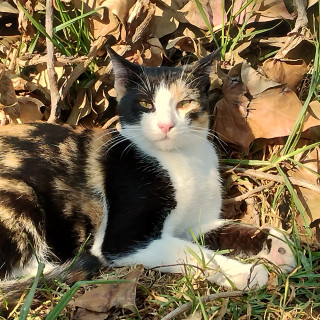 LUPITA | Raza Calicó, tricolor, de pelo corto | Final Feliz