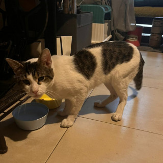  | Raza Doméstico Americano de pelo semilargo | Encontrado