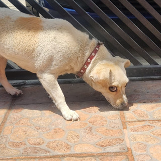  | Raza Mestiza, cruza de Chihuahua | Encontrada