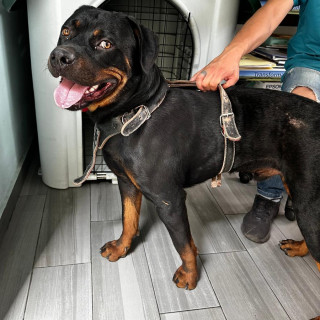  | Raza Rottweiler | Encontrado