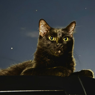 NEGRITO | Raza Angora Turco Negro | Final Feliz