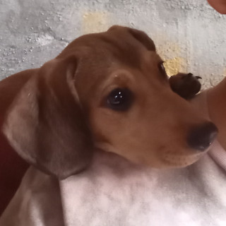 CHIQUITITA | Raza Dachshund o Salchicha  | Final Feliz