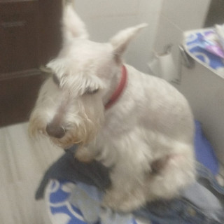 FEDERICO | Raza Schnauzer Miniatura  | Perdido