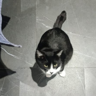 BARBITAS | Raza Doméstico Américano de Pelo Corto | Perdida