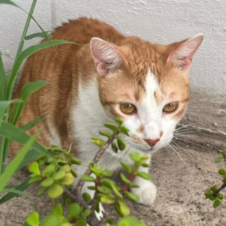 HOONIE | Raza Doméstico Américano de Pelo Corto | Perdido