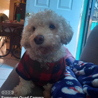 COCO | Raza Mestizo | Perdido