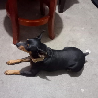 BIG | Raza Pinscher Miniatura  | Perdido