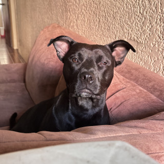 NEGRA | Raza American Staffordshire Terrier | Perdida