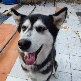 GINEBRA | Raza Husky Siberiano | Final Feliz