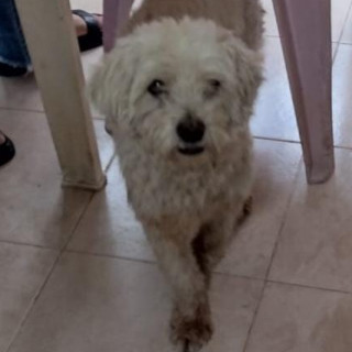 CUQUIS | Raza Mestiza, cruza de French Poodle con Maltés,  (Maltipoo) | Perdida